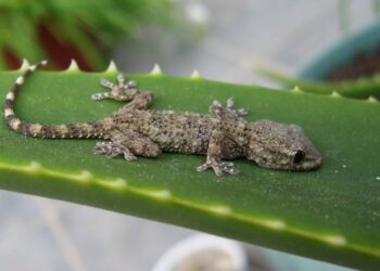 Est-ce que les gecko font pipi ?