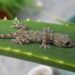 Est-ce que les gecko font pipi ?