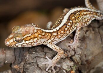 Est-ce que les geckos mangent les lézards ?