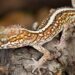 Est-ce que les geckos mangent les lézards ?