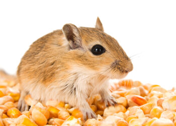 Est-ce que les gerbilles craignent le froid ?