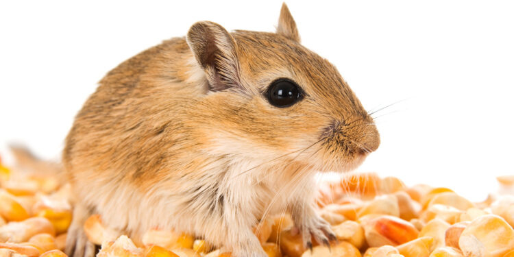 Est-ce que les gerbilles craignent le froid ?