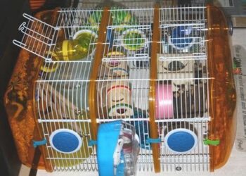 Est-ce que les gerbilles sont affectueuses ?