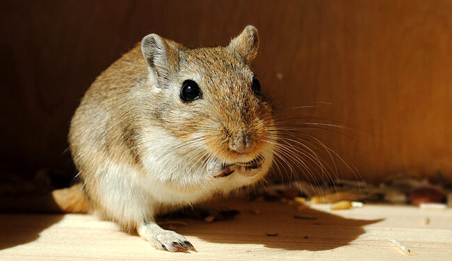 Est-ce que les gerbilles sont affectueuses ?