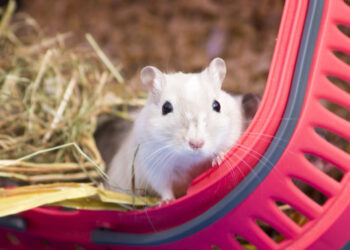 Est-ce que les gerbilles sont affectueuses ?