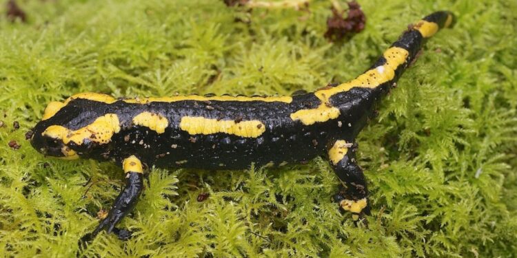 Est-ce que les girafes ont des sabots ?