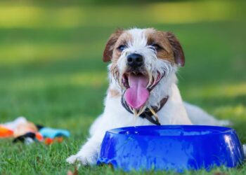 Est-ce que les glaçons sont bon pour les chiens ?