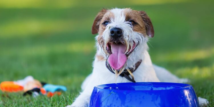 Est-ce que les glaçons sont bon pour les chiens ?