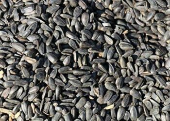 Est-ce que les graines de tournesol sont bonnes pour les poules ?