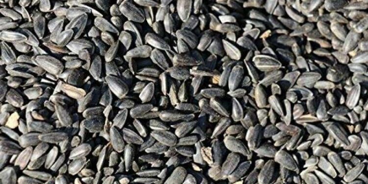 Est-ce que les graines de tournesol sont bonnes pour les poules ?