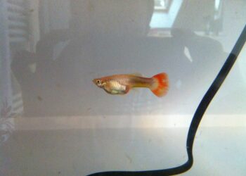 Est-ce que les guppy mangé leur petit ?