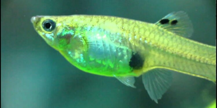 Est-ce que les guppy mangé leur petit ?