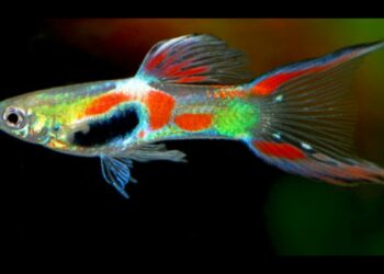 Est-ce que les guppy mangent les crevettes ?