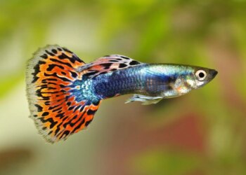 Est-ce que les guppy ont besoin de chauffage ?