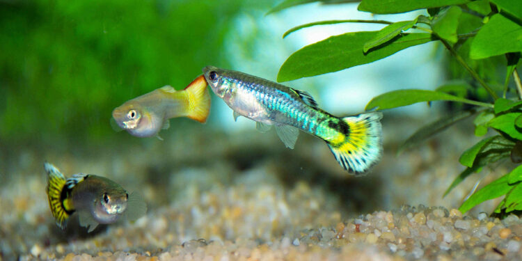 Est-ce que les guppy ont besoin de chauffage ?