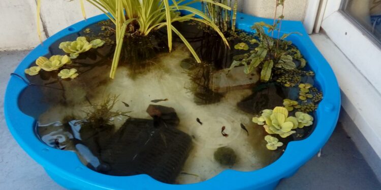 Est-ce que les guppy ont besoin de chauffage ?