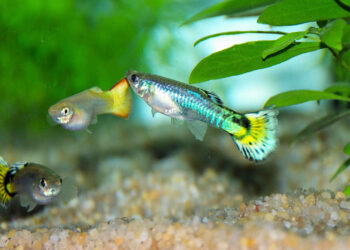 Est-ce que les guppy ont besoin de chauffage ?