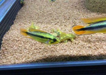 Est-ce que les guppy peuvent se manger entre eux ?