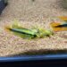Est-ce que les guppy peuvent se manger entre eux ?