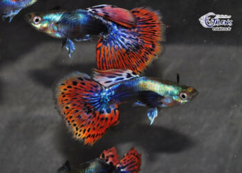 Est-ce que les guppy peuvent se manger entre eux ?