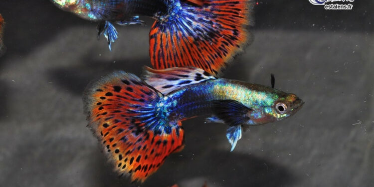 Est-ce que les guppy peuvent se manger entre eux ?