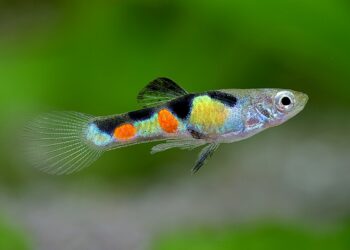 Est-ce que les guppy peuvent se manger entre eux ?
