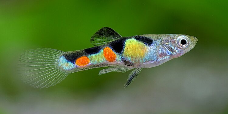 Est-ce que les guppy peuvent se manger entre eux ?