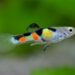 Est-ce que les guppy peuvent se manger entre eux ?
