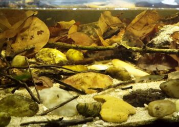 Est-ce que les guppy peuvent vivre en eau froide ?