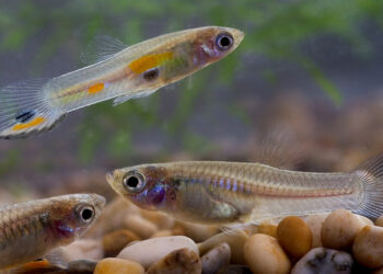 Est-ce que les guppy peuvent vivre seul ?