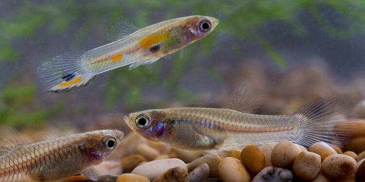 Est-ce que les guppy peuvent vivre seul ?