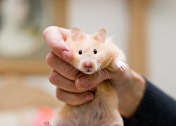 Est-ce que les hamster peuvent vivre à 2 ?