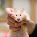 Est-ce que les hamster peuvent vivre à 2 ?