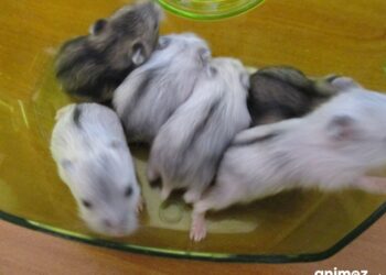 Est-ce que les hamster sont affectueux ?