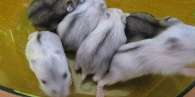 Est-ce que les hamster sont affectueux ?