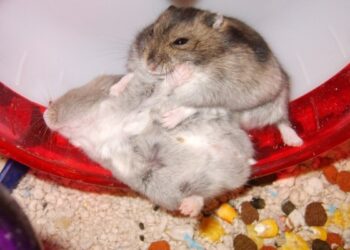 Est-ce que les hamster vivent seul ?