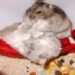 Est-ce que les hamster vivent seul ?