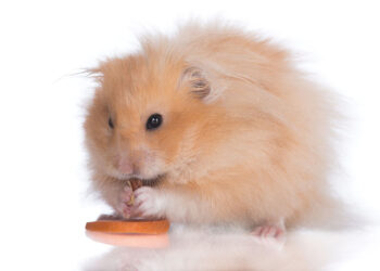 Est-ce que les hamsters aiment les caresses ?
