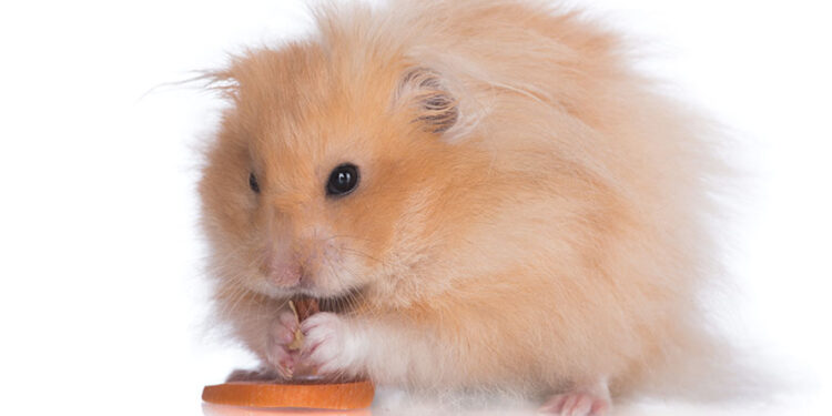 Est-ce que les hamsters aiment les caresses ?