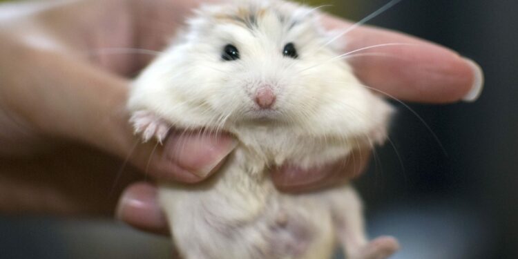 Est-ce que les hamsters aiment les caresses ?