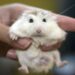 Est-ce que les hamsters aiment les caresses ?