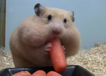 Est-ce que les hamsters aiment les caresses ?