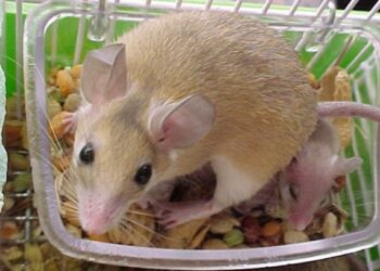 Est-ce que les hamsters aiment les caresses ?