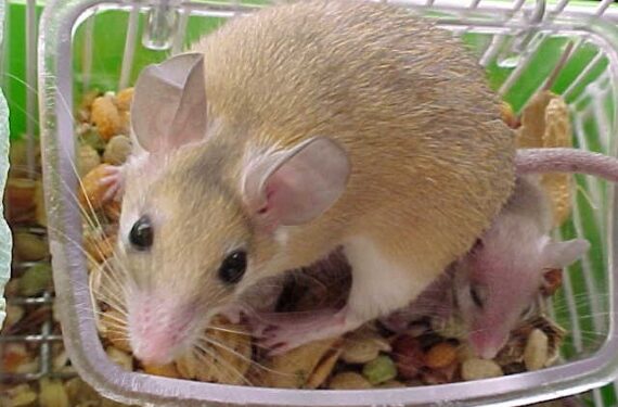 Est-ce que les hamsters aiment les caresses ?