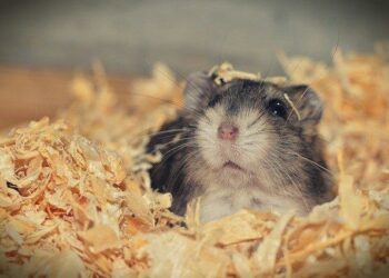 Est-ce que les hamsters aiment les caresses ?