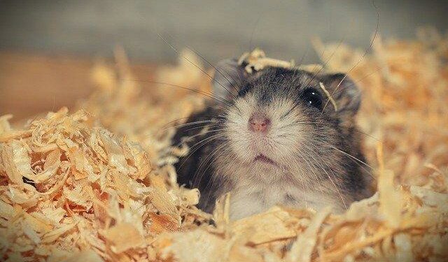 Est-ce que les hamsters aiment les caresses ?