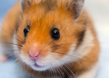 Est-ce que les hamsters aiment les caresses ?