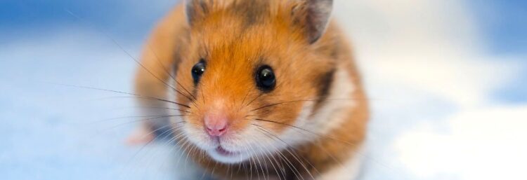 Est-ce que les hamsters aiment les caresses ?
