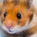 Est-ce que les hamsters aiment les caresses ?