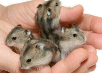 Est-ce que les hamsters ont leurs règles ?